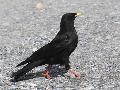 Alpine Chough