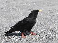 Alpine Chough