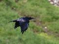Common Raven
