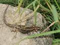 Lzard vivipare