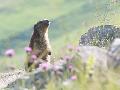 Marmotte des Alpes