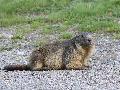Marmotte des Alpes