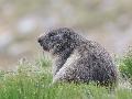 Marmotte des Alpes