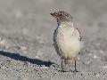 Snow Finch