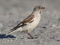 Snow Finch