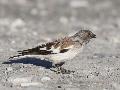 Snow Finch