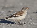 Snow Finch