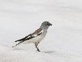 Snow Finch