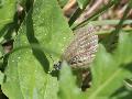 Piride de l'arabette