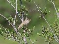 Marsh Warbler