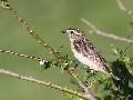 Whinchat