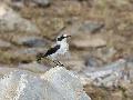 Northern Wheatear