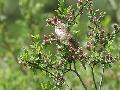 Marsh Warbler