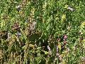 Marsh Warbler