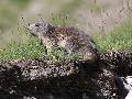 Marmotte des Alpes