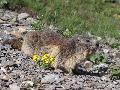 Marmotte des Alpes