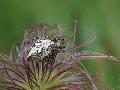 Aculepeira ceropegia