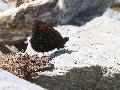 Moir chamois