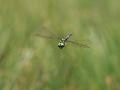 Chlorocordulie alpestre