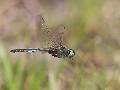 Chlorocordulie alpestre
