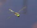 Chlorocordulie alpestre