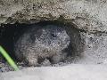 Marmotte des Alpes