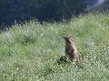 Marmotte des Alpes