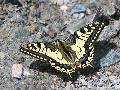 Machaon