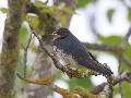Barn Swallow
