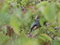 Eurasian Nuthatch