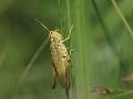 Criquet des clairires