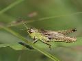 Criquet palustre
