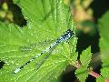 Agrion jouvencelle