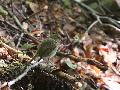 European Robin