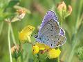 Azur des coronilles