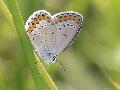 Azur des coronilles