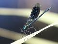 Caloptryx clatant