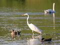Grande aigrette