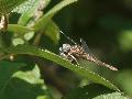 Orthtrum bleuissant