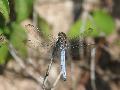 Orthtrum bleuissant