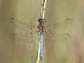 Orthtrum bleuissant