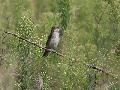 Red-backed Shrike