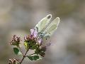 Piride de la moutarde