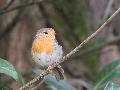 European Robin