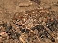 Crapaud calamite
