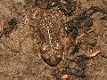 Crapaud calamite