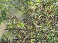Northern Wryneck