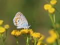 Azur des coronilles