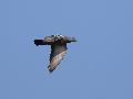 Rock Pigeon