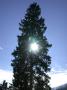 Sapin vosgien Sapin vosgien